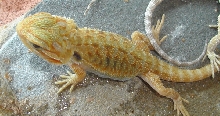 citrus Hypo Trans