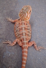 red translucent
