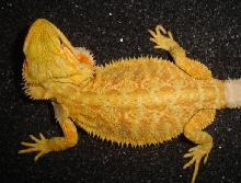 yelow hypotrans 082109