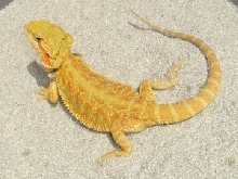 hypotrans sahara2