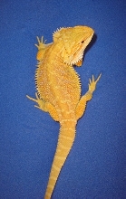 supercitrus female 09