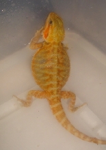 Super Trans Citrus Female AXB