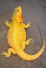New Sahara