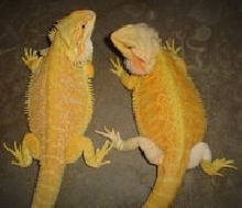 the twins