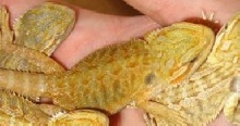 hypotrans citrus