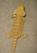 citrus female