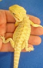 Super citrus leatherback baby 2010