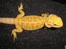 yellow hypo trans