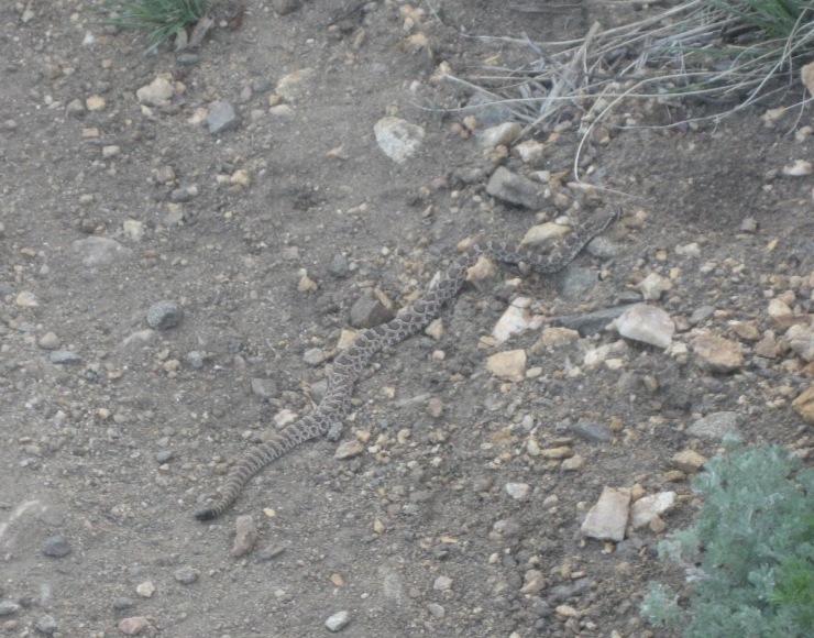 What type of snake is this (Colorado)?