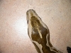 Male head after shed