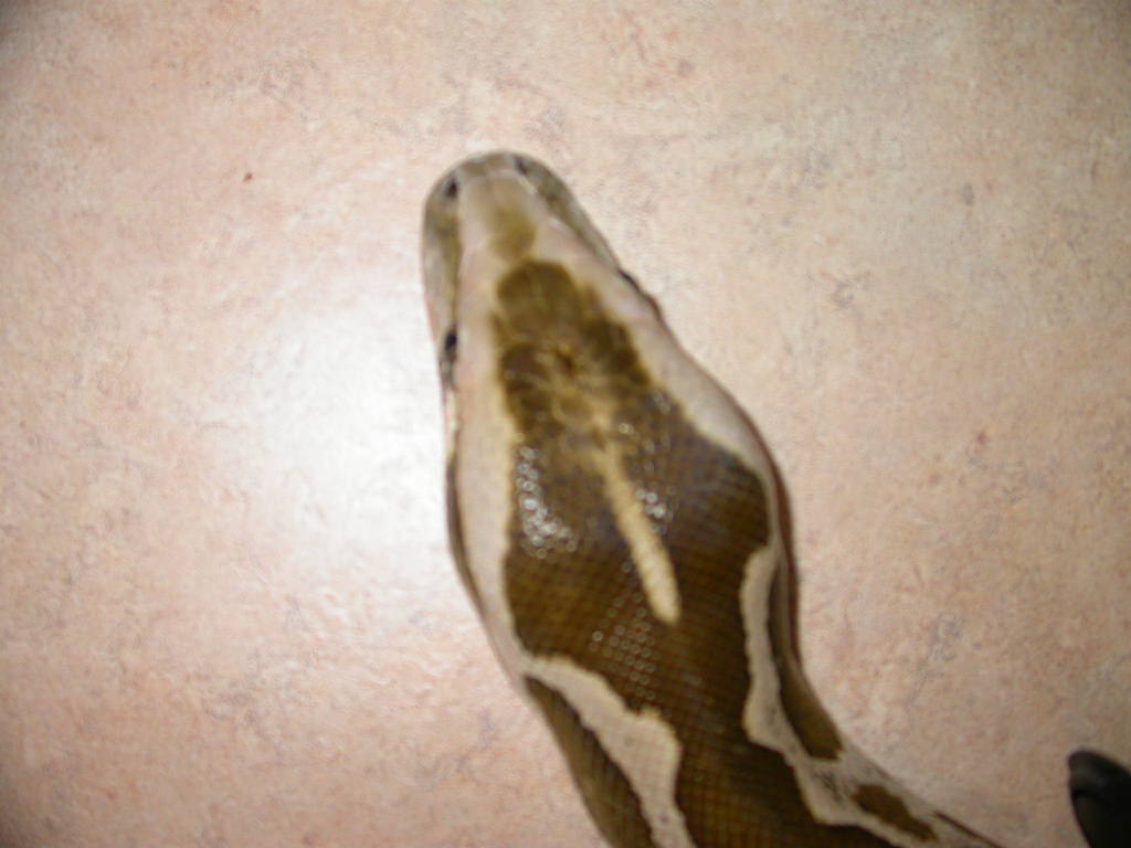Male head after shed