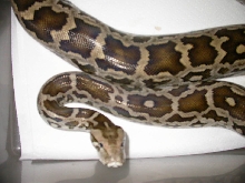 Part body shot