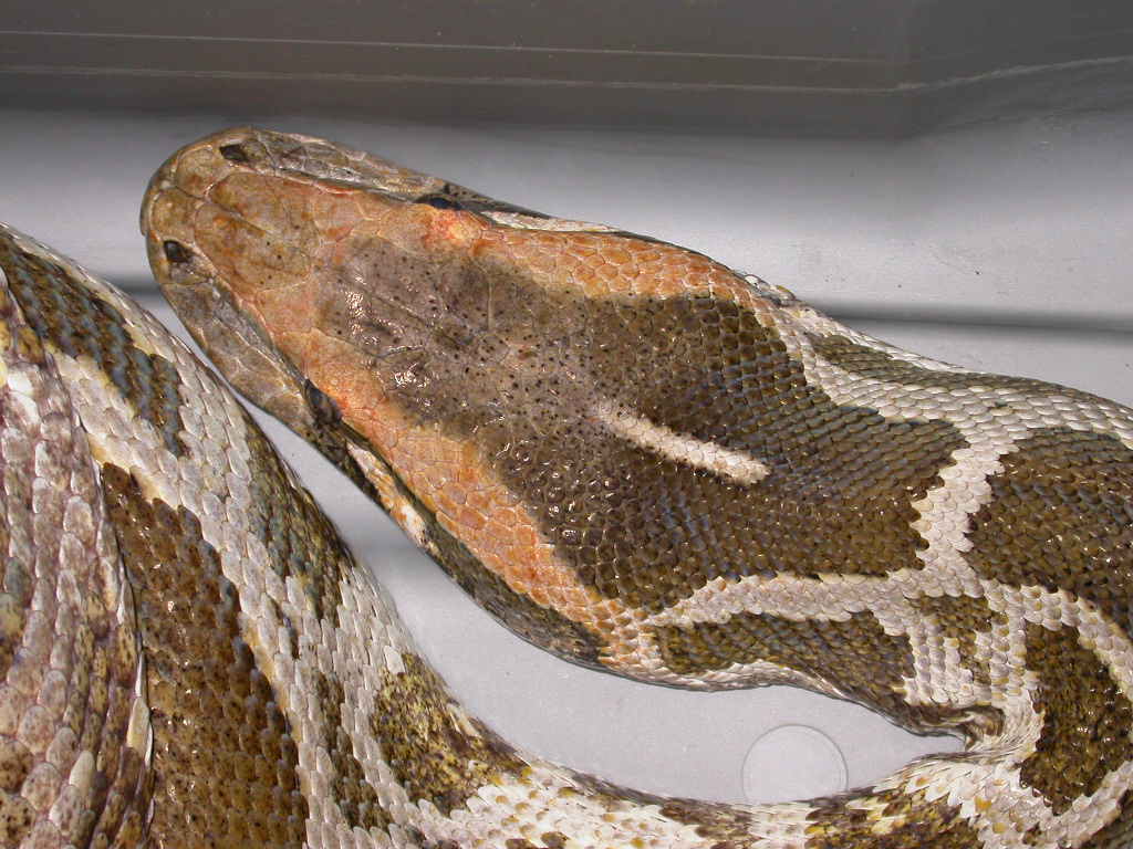 Top of head