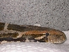 Indian python