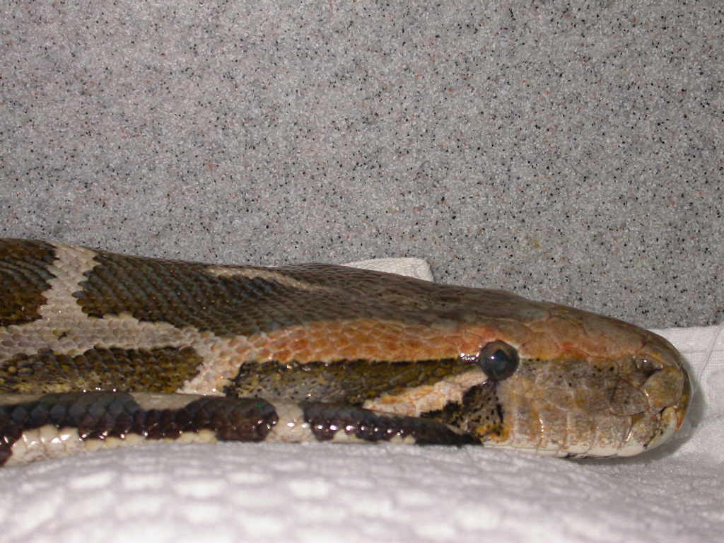 Indian python