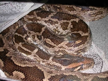 Female Indian in shed