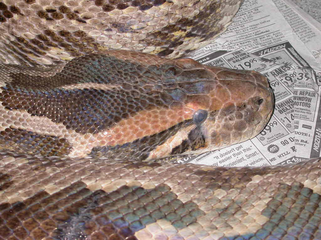 Head shot female Indian