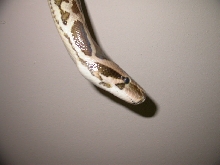 Male