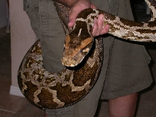 Large female