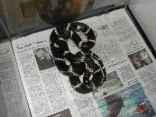 Female Eastern