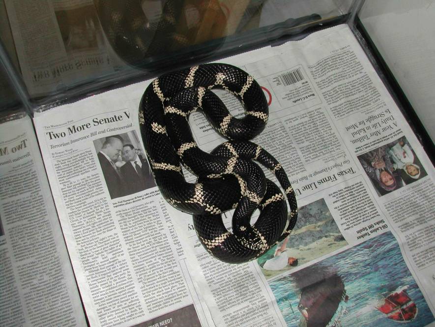 Female Eastern