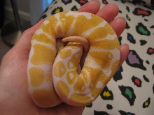 Hebi
