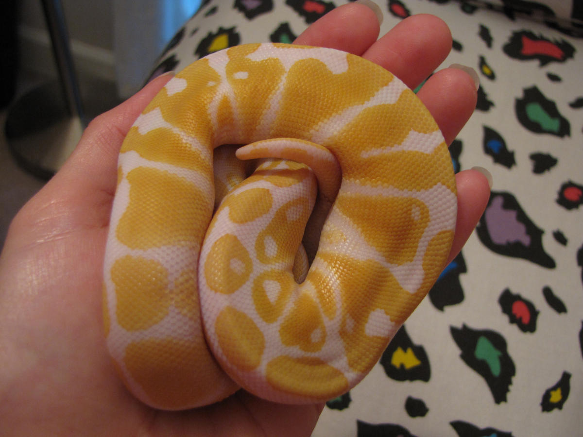 Hebi
