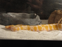 Hebi