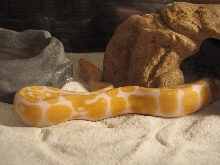 Hebi