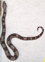 partial ladder tail