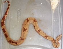 Hypo