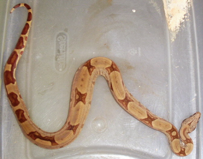 Hypo