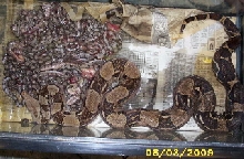 My first planned litter ever