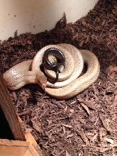 Jansen's Ratsnake