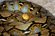 Reti Sulawesi