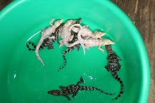 Albino Siamese Crocodile in bucket.