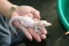 Albino Siamese Crocodile in hand.