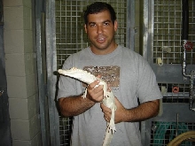 Albino Alligator