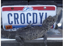 CROCDYL