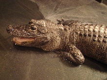 Our resident Chinese Alligator (Alligator sinensis).