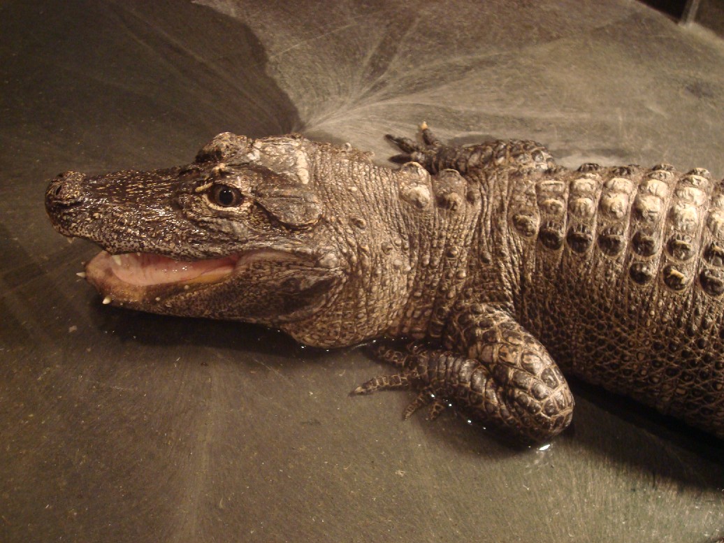 Our resident Chinese Alligator (Alligator sinensis).