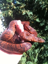 Dominican Red Mountain Boa