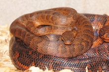 Dominican Red Mountain Boa breeding 2012