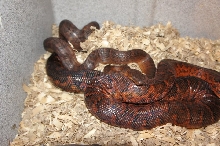Dominican Red Mountain Boa's locked up 2012