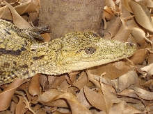 Morelet's 2008 hatchling holdbackhigh yellow.