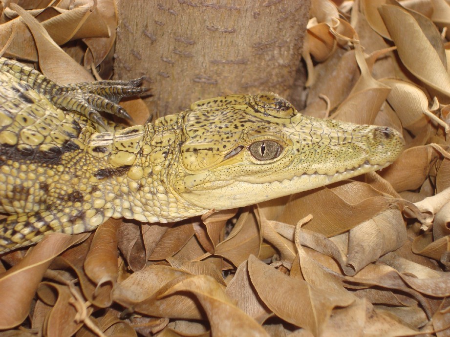 Morelet's 2008 hatchling holdbackhigh yellow.