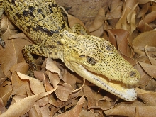 Holdback morelet's 2008 hatchling front view.