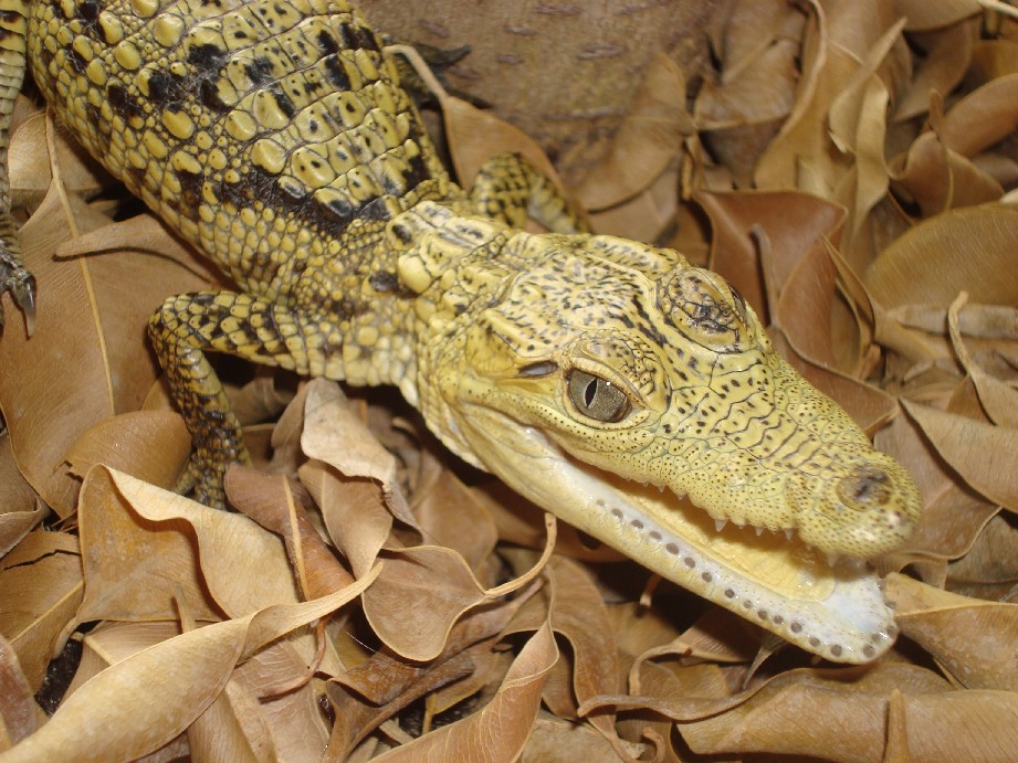 Holdback morelet's 2008 hatchling front view.
