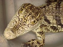 Cute little nile crocodile east african.