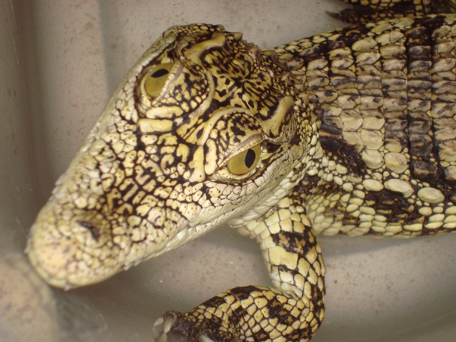 Cute little nile crocodile east african.